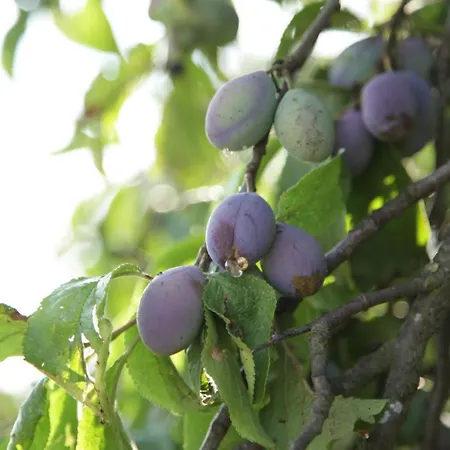 Grosse In Peetzig Am *