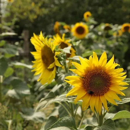 Grosse In Peetzig Am Apartment Angermunde