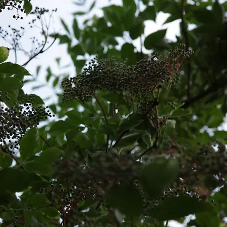Apartment Grosse In Peetzig Am *