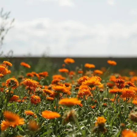 Große In Peetzig Am * Angermunde