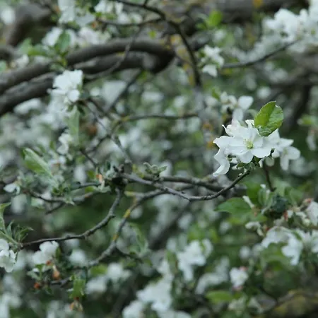 Grosse In Peetzig Am Angermunde
