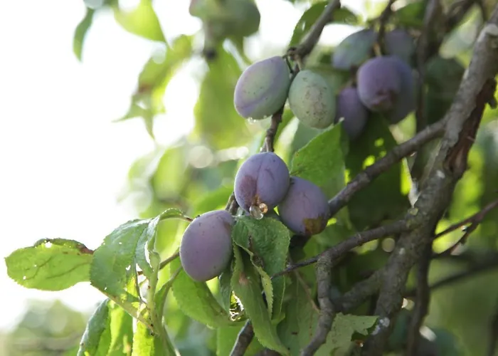 Grosse In Peetzig Am *