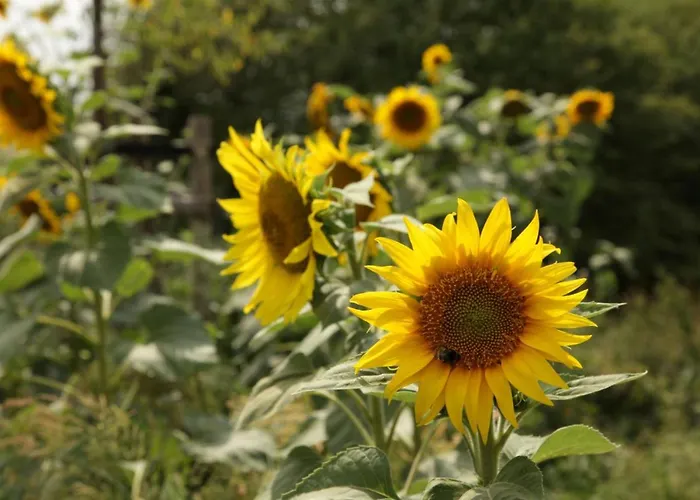 Grosse In Peetzig Am Apartamento Angermunde
