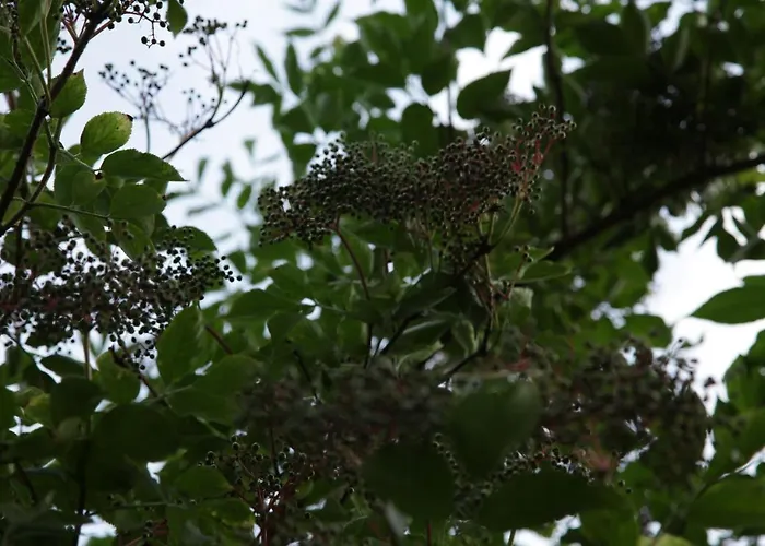 Apartamento Grosse In Peetzig Am *
