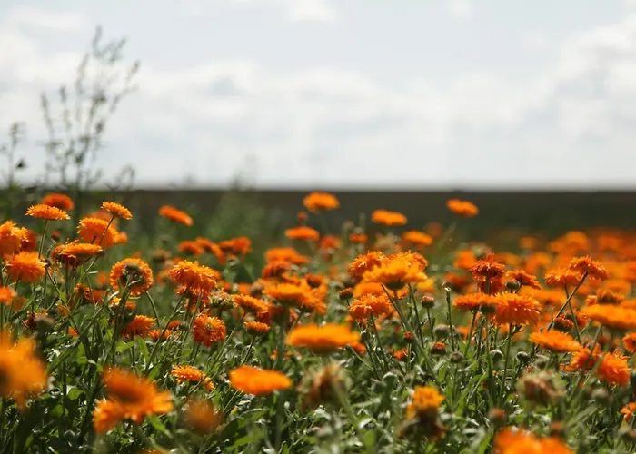 Grosse In Peetzig Am * Angermunde