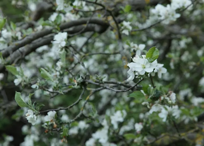 Grosse In Peetzig Am Angermunde